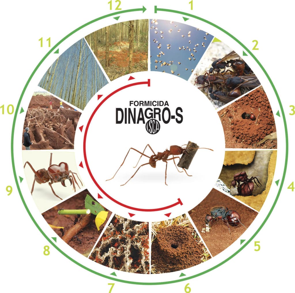 Ciclo De Vida Da Formiga - ZULEDU