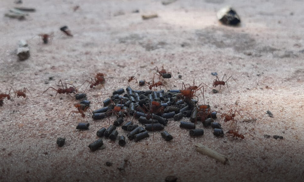 Notícia - Controle de formigas cortadeiras com isca formicida Dinagro-S