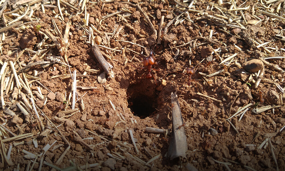 Notícia - Monitoramento de formigas cortadeiras em plantios florestais
